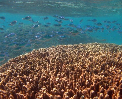 Ningaloo Reef Western Australia
