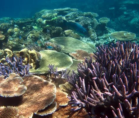 Coral Gardens - photo courtesy of Great Barrier Reef Marine Park Authority